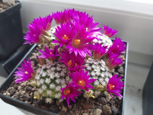 Mammillaria hernandezii